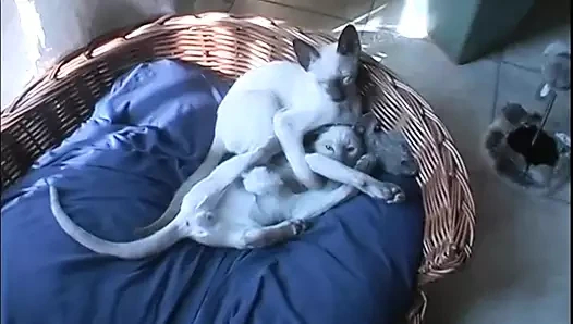 büyük memeli Houswife Evde Anal Seks (tarafından)